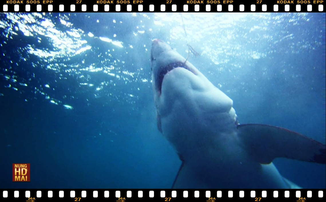 รีวิวหนังGreat White ฉลามขาวเพชฌฆาต น่าดู