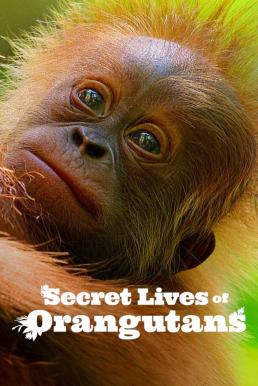 ดูหนังออนไลน์ Secret Lives of Orangutans ชีวิตลับอุรังอุตัง (2024) NETFLIX บรรยายไทย