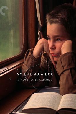 ดูหนังออนไลน์ My Life as a Dog (Mitt liv som hund) (1985)